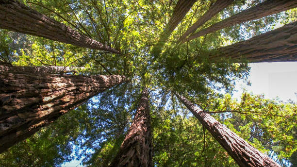 Professional Tree Services in Centereach, NY