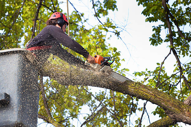 Best Firewood Processing and Delivery  in Centereach, NY