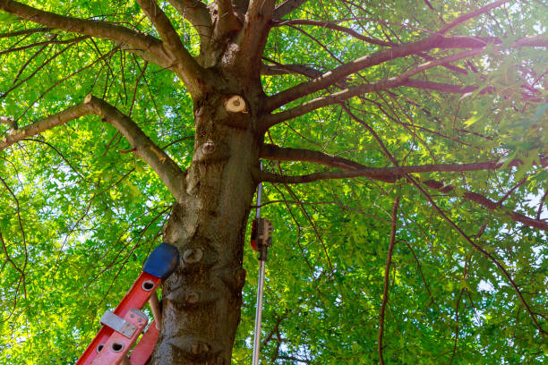 Best Tree Mulching  in Centereach, NY